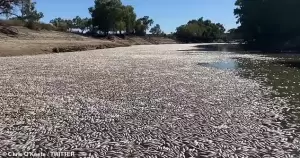 Cuaca Panas Ekstrem Akibatkan Jutaan Ikan Mati Terebus di Sungai