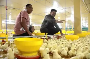 Mentan SYL Terapkan Role Model Penerapan Sistem Hulu - Hilir Ayam Broiler di Gowa