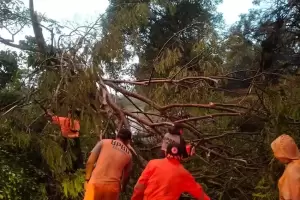 Hujan Disertai Angin Kencang Tumbangkan 3 Pohon di Kota Bogor
