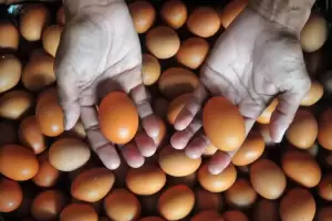 Badan Pangan Punya Misi Lain dari Penyaluran Bansos Telur kepada 1,46 Juta Masyarakat