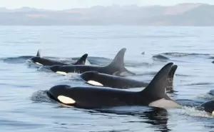 Populasi Orca di Pacific Northwest Berkurang Akibat Perkawinan Sedarah