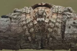 Punya Kemampuan Kamuflase, 5 Spesies Laba-laba Ini Sulit Dilihat dengan Mata Telanjang