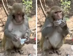 Viral! Seekor Monyet Buka Jelly Agar-agar dengan Cara Sederhana, Netizen: Kalah Cerdas Gw