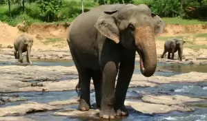 Habitat Gajah di Sumatera dan Seluruh Asia Menurun hingga 64%