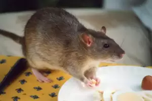 Apa yang Ditakuti Tikus Supaya Tidak Masuk Rumah? Simak Ulasannya