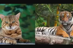 4 Fakta DNA Kucing dan Harimau yang Bisa Mirip hingga 95 Persen