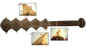 Pisau Gigi Hiu Berusia 7.000 Tahun Ditemukan di Sulawesi, Digunakan untuk Perang dan Ritual