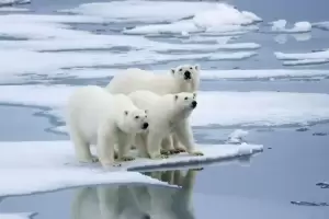 5 Fakta Beruang Kutub, Karnivora Terkuat Pemakan Anjing Laut