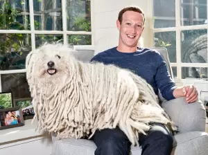 Fakta Menarik Beast, Anjing Gembala Berbulu Unik Milik CEO Facebook Mark Zuckerberg