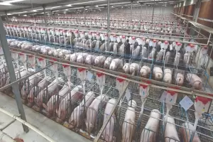 Kian Banyak Warga China yang Tobat, Produsen Daging Babi Terbelit Utang Gila-gilaan