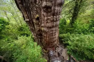 Pohon Tertua di Dunia Ditemukan, Usianya 5 Ribu Tahun