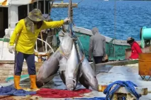 KKP Catat Tangkapan Ikan Tuna Capai 334.000 Ton per Tahun