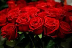 Mengapa Bunga Mawar Merah Identik dengan Valentine? Jadi Simbol Cinta Berabad-abad