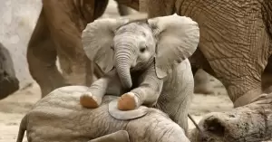 Ilmuwan Temukan Ritual Aneh yang Dilakukan Gajah saat Mengubur Anaknya