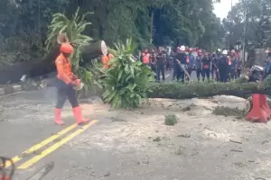 Angin Kencang, Pohon Trembesi di Jalan Raya Puncak-Gadog Tumbang