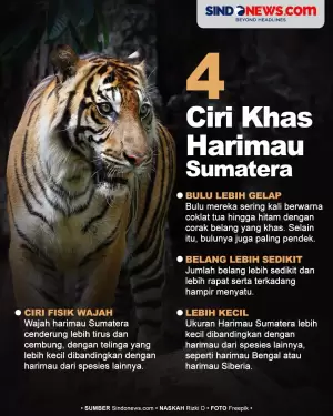 4 Ciri Khas Harimau Sumatera yang Membedakan dari Jenis Lain