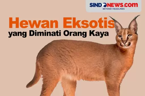 Kucing Caracal, Hewan Unik dan Eksotis yang Diminati Orang Kaya