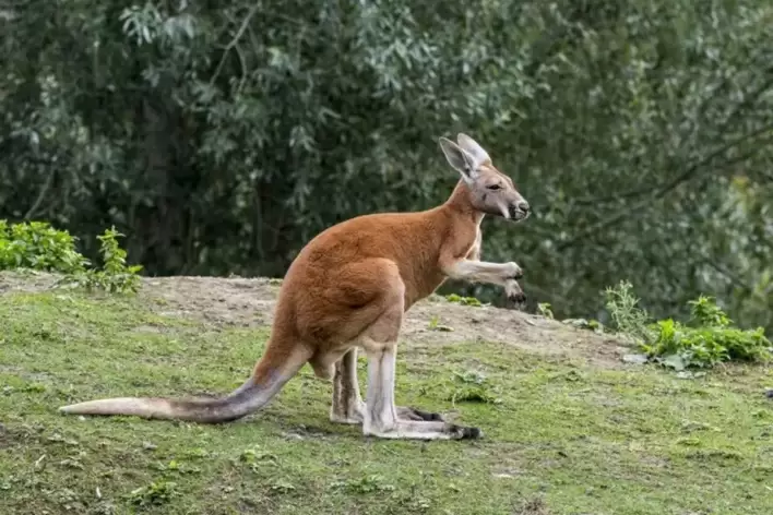 Ilmuwan Temukan 3 Spesies Baru Kanguru Raksasa yang Punah di Australia